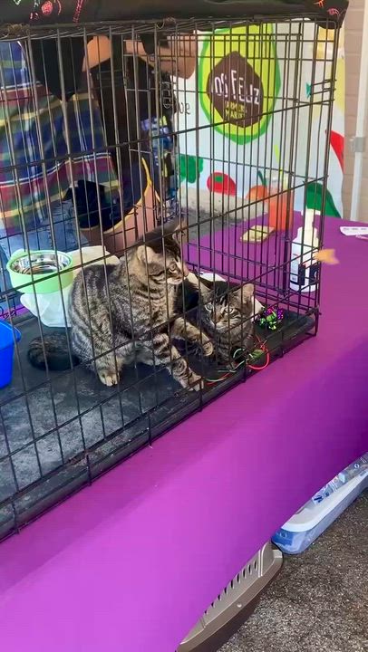 Enlarge Donatello (M), a Adoptable American Shorthair in Los Angeles, CA video 6/6