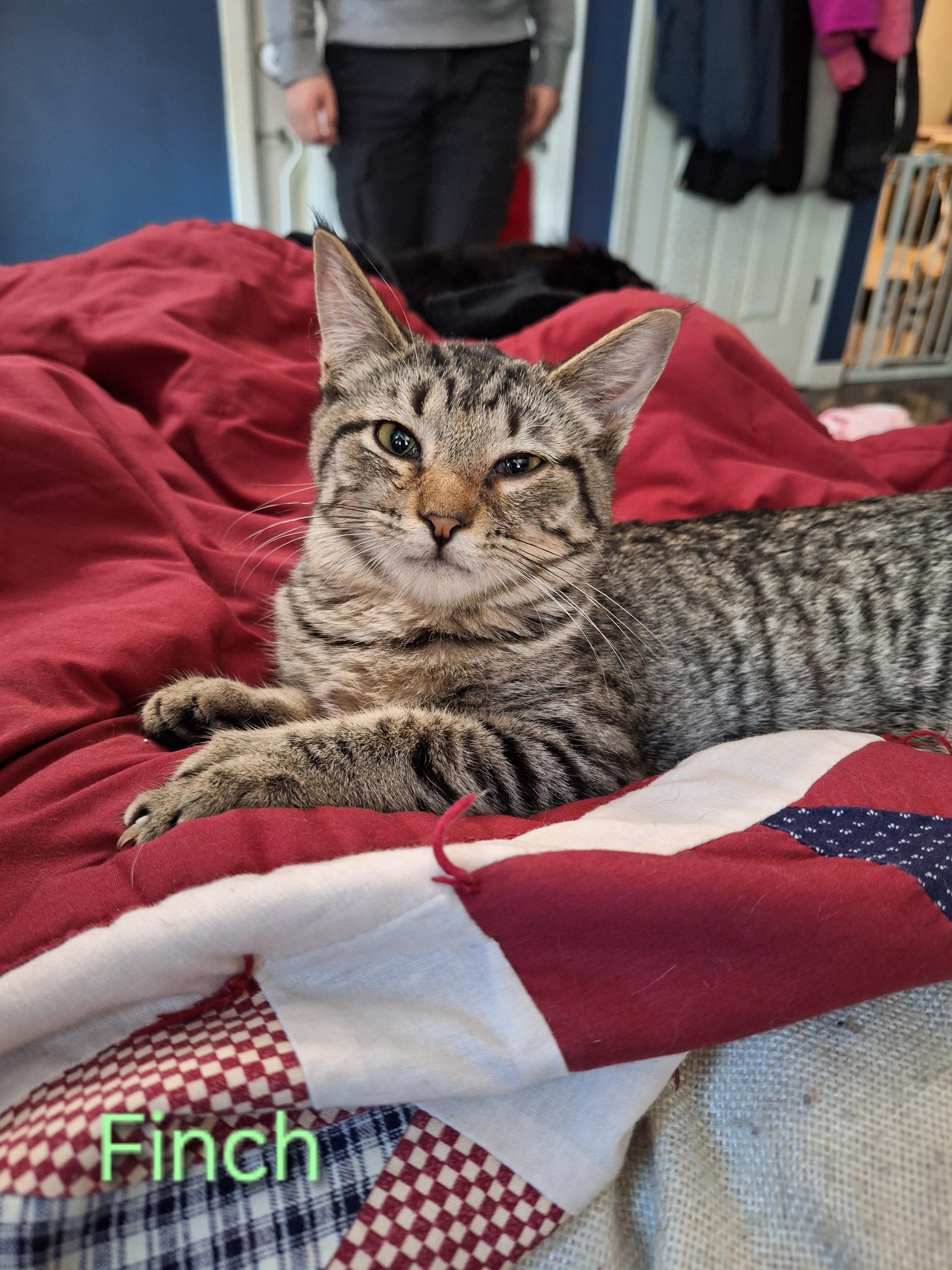 Finch, Adoptable, Young Female Domestic Short Hair.