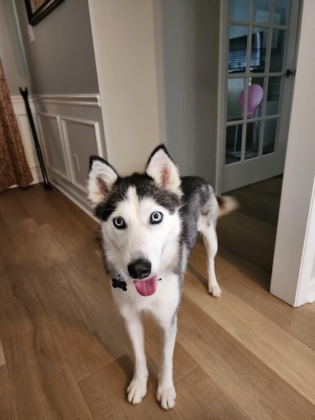 Enlarge Sophie (husky), a Adoptable Husky in Berkeley Heights, NJ image 1/6