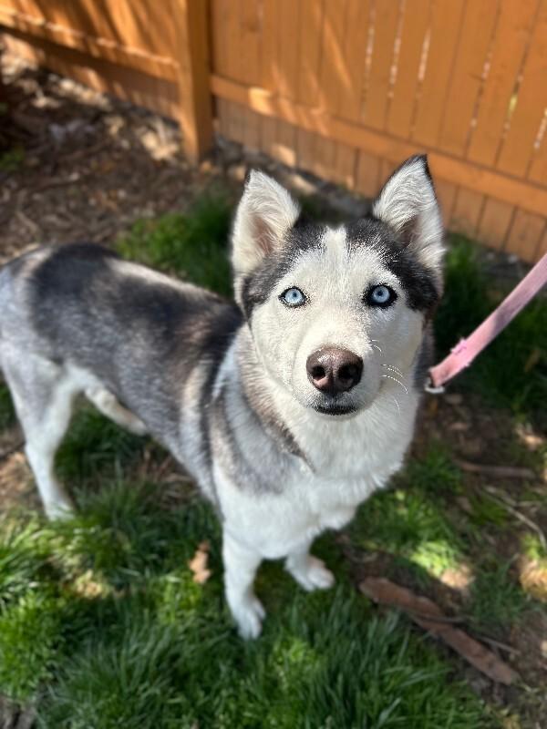 Sophie, Adoptable, Adult Female Husky.