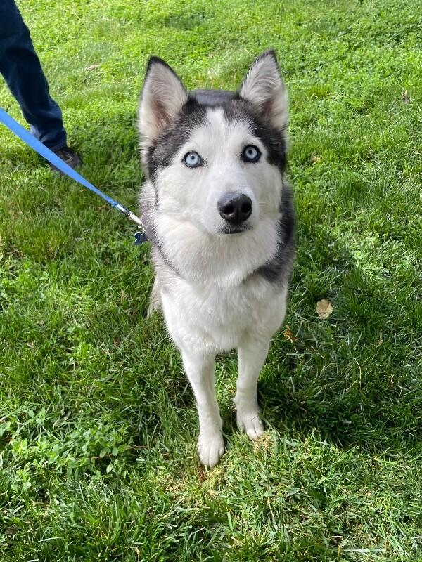 Enlarge Sophie, a Adoptable Husky in Berkeley Heights, NJ image 2/6