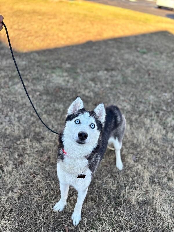 Sophie (husky), Adoptable, Adult Female Husky.