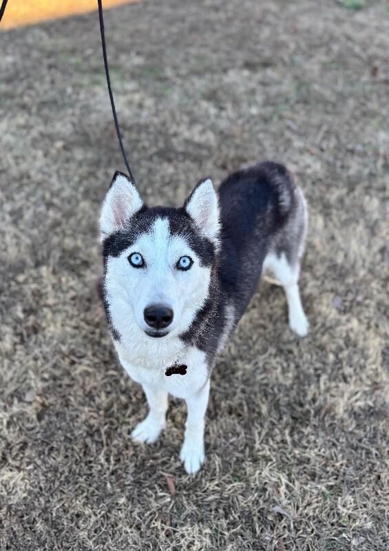 Enlarge Sophie (husky), a Adoptable Husky in Berkeley Heights, NJ image 3/6