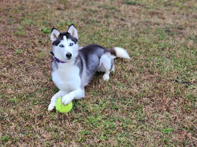 Enlarge Sophie (husky), a Adoptable Husky in Berkeley Heights, NJ image 3/6