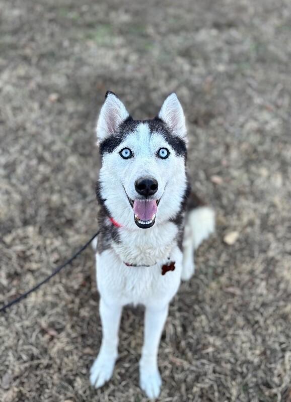 Enlarge Sophie (husky), a Adoptable Husky in Berkeley Heights, NJ image 4/6