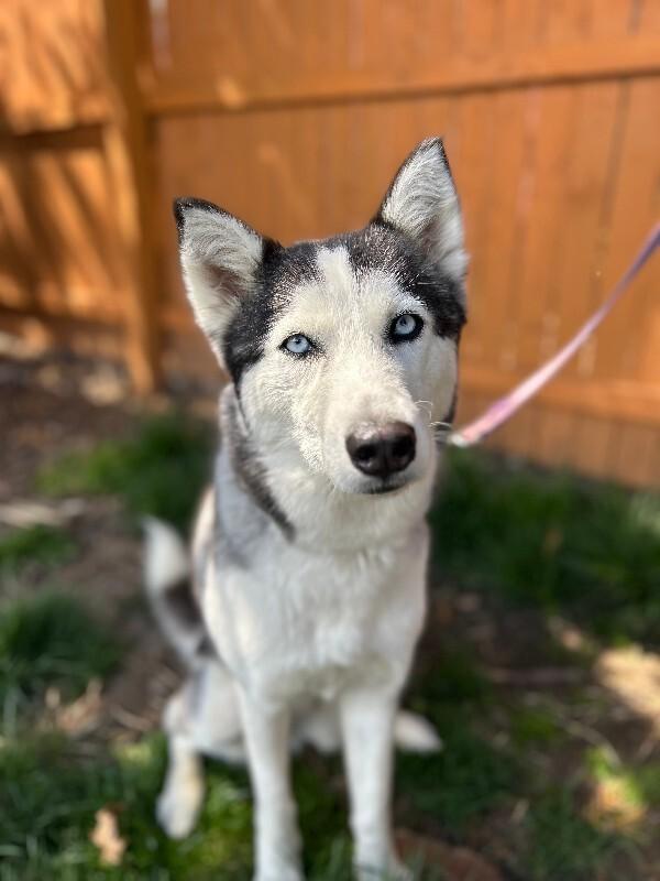 Enlarge Sophie (husky), a Adoptable Husky in Berkeley Heights, NJ image 4/6