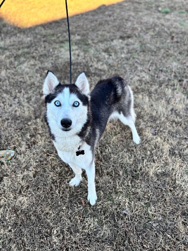 Enlarge Sophie (husky), a Adoptable Husky in Berkeley Heights, NJ image 5/6