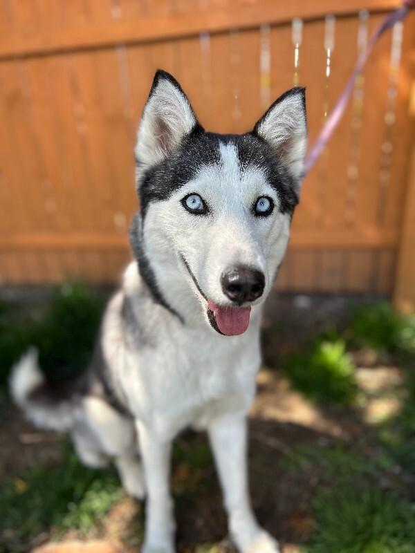Enlarge Sophie (husky), a Adoptable Husky in Berkeley Heights, NJ image 5/6