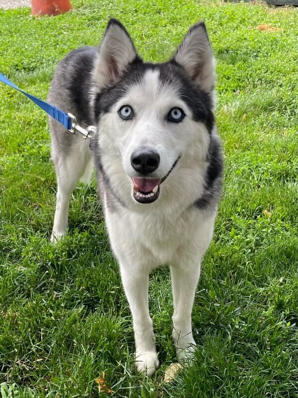 Enlarge Sophie, a Adoptable Husky in Berkeley Heights, NJ image 5/6