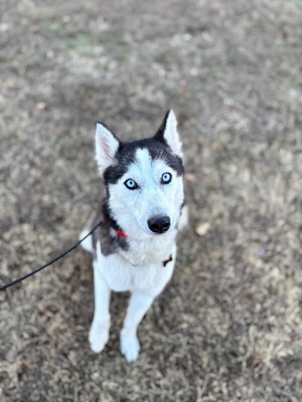 Enlarge Sophie (husky), a Adoptable Husky in Berkeley Heights, NJ image 6/6