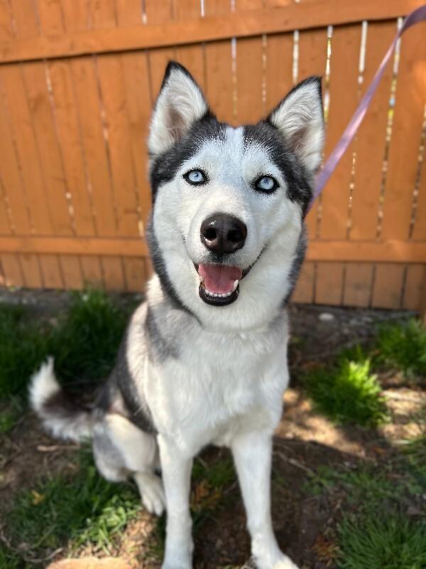 Enlarge Sophie (husky), a Adoptable Husky in Berkeley Heights, NJ image 6/6