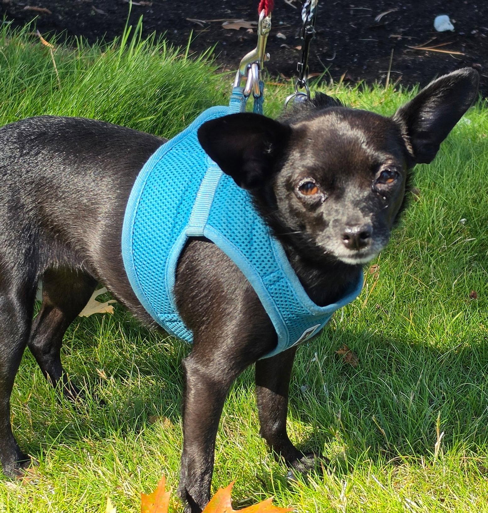 Enlarge Nala, a Adoptable Chihuahua in Seattle, WA image 1/2