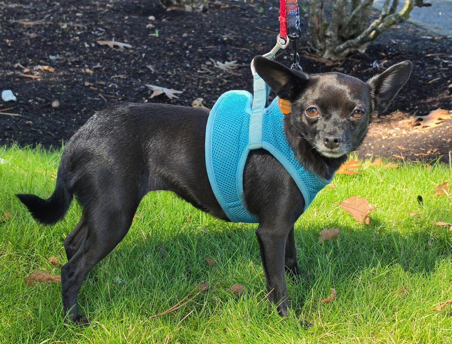Enlarge Nala, a Adoptable Chihuahua in Seattle, WA image 2/2