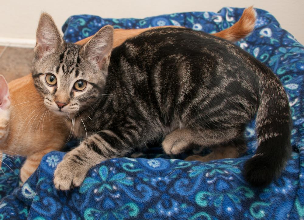 Enlarge Mac (gets adopted with Cheese), a Adoptable Tabby in Westminster, CO image 2/6
