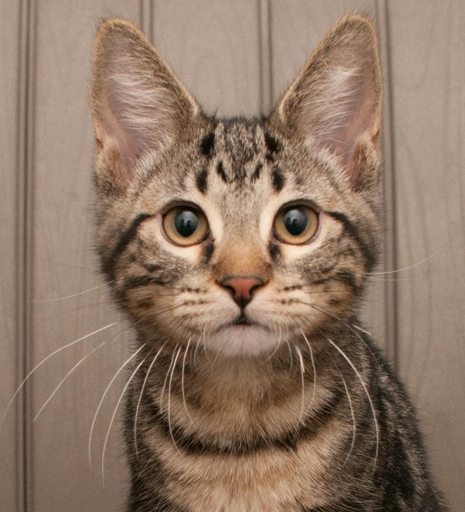 Mac (gets adopted with Cheese), Adoptable, Kitten Male Tabby.