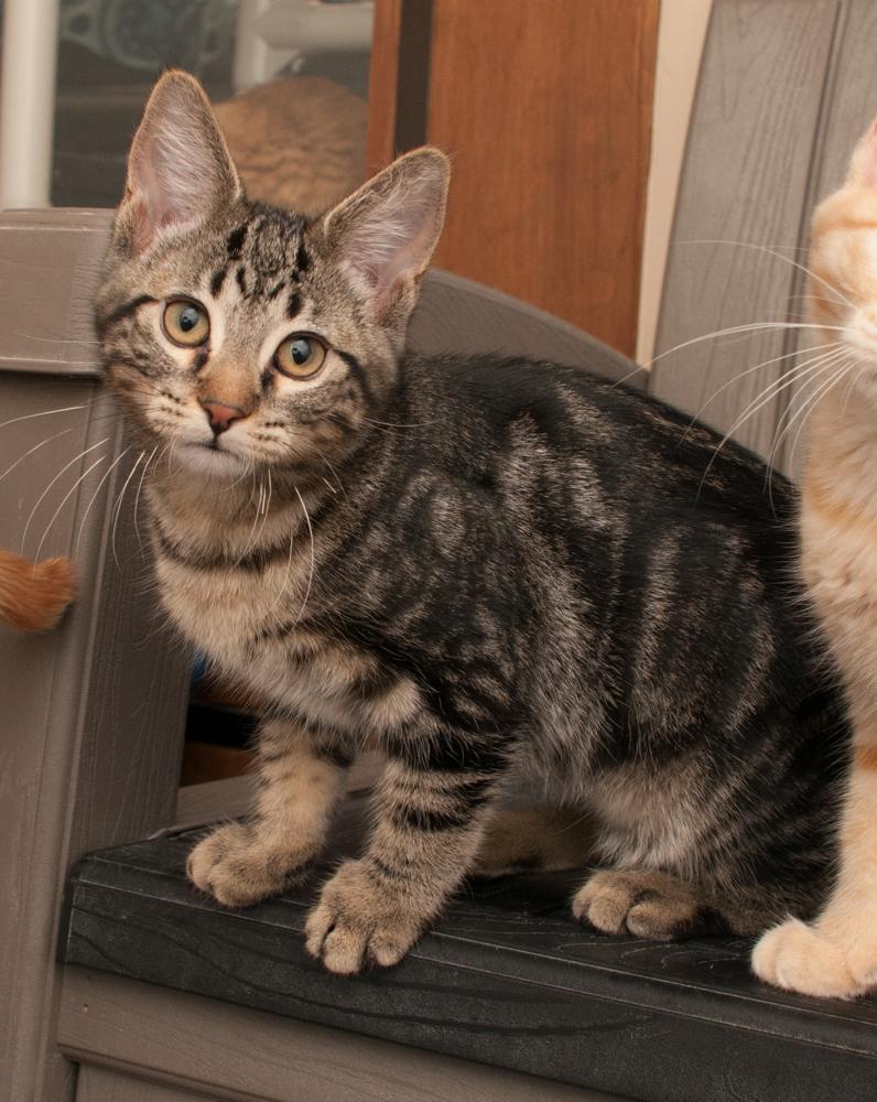 Enlarge Mac (gets adopted with Cheese), a Adoptable Tabby in Westminster, CO image 3/6
