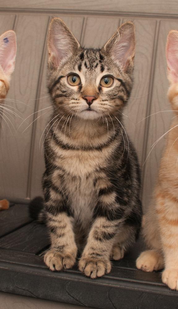Enlarge Mac (gets adopted with Cheese), a Adoptable Tabby in Westminster, CO image 4/6
