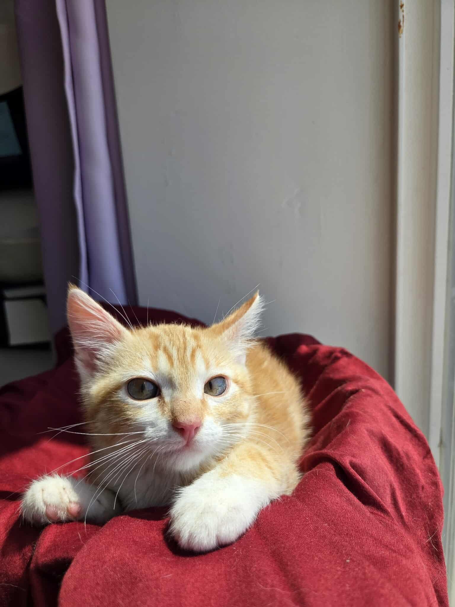 kylo