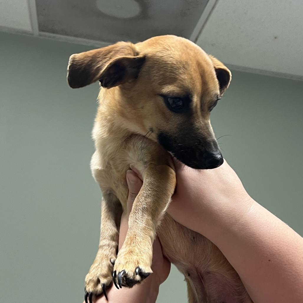Enlarge Bambi, a Adoptable mixed breed in Peachtree City, GA image 1/4