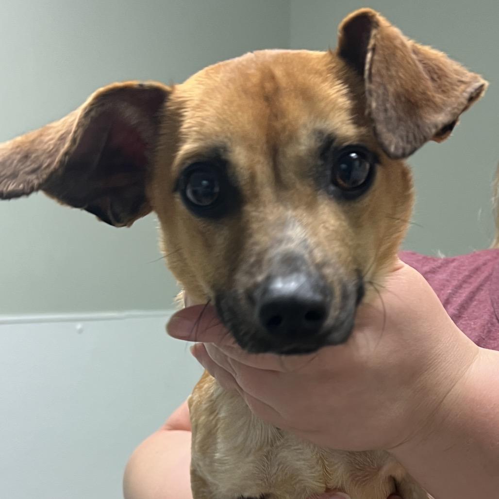 Enlarge Bambi, a Adoptable mixed breed in Peachtree City, GA image 2/4