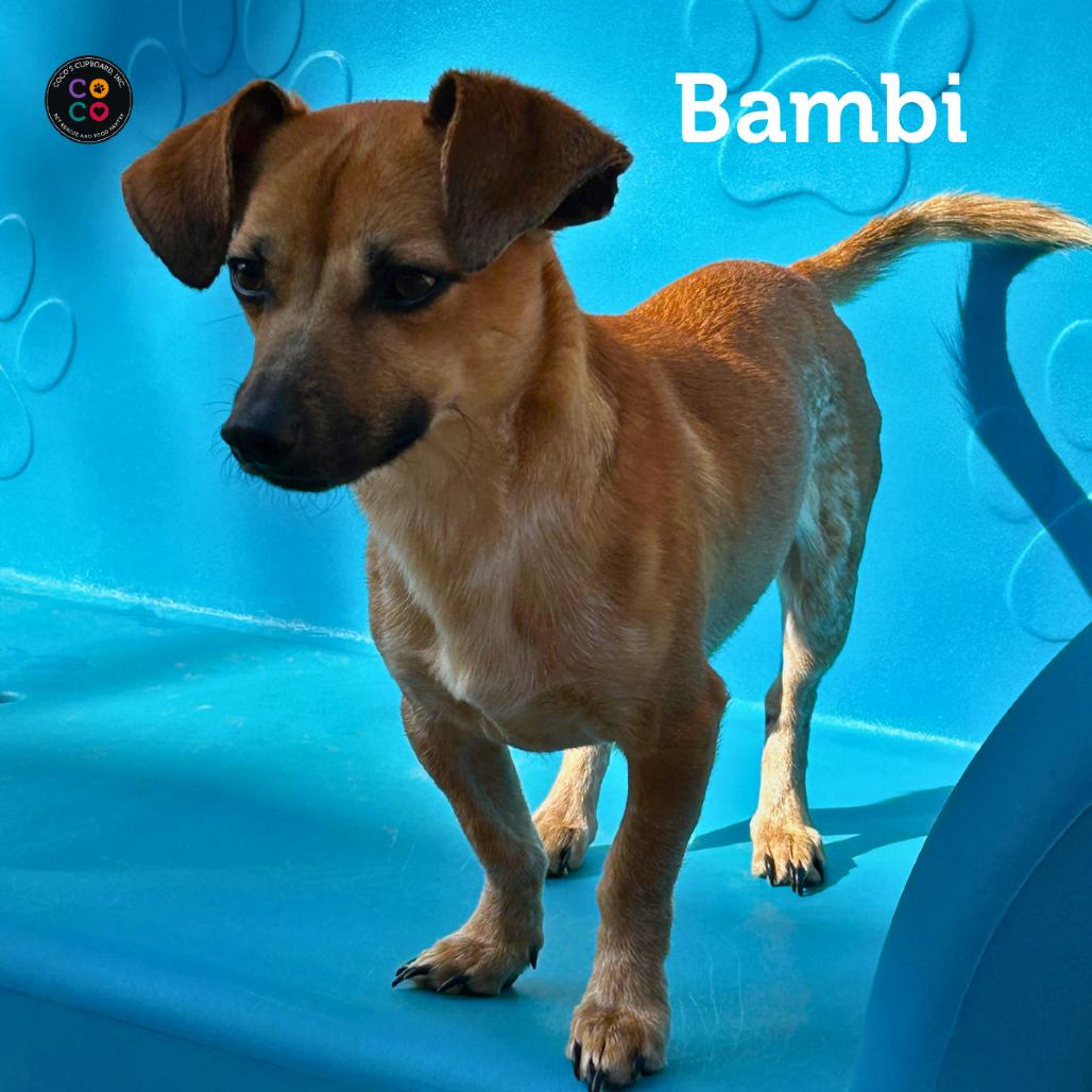 Enlarge Bambi, a Adoptable mixed breed in Peachtree City, GA image 3/4