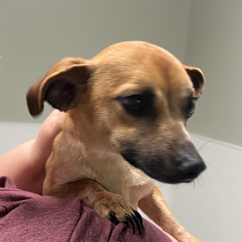 Enlarge Bambi, a Adoptable mixed breed in Peachtree City, GA image 4/4