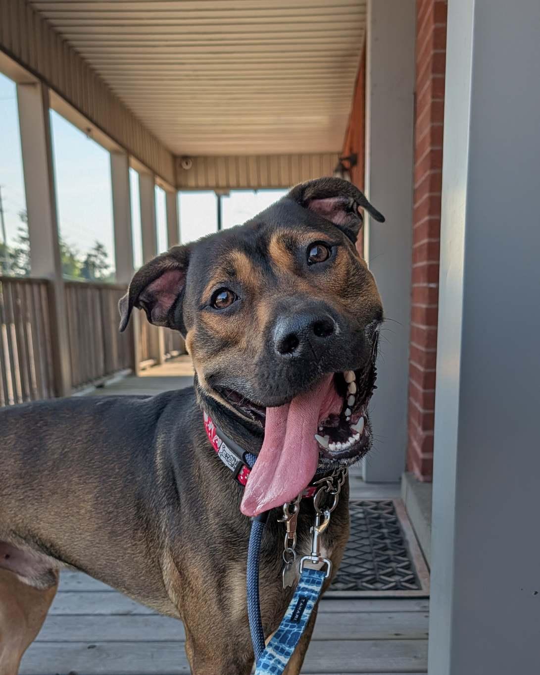 Enlarge Goose, a Adoptable mixed breed in Hamilton, ON image 5/6