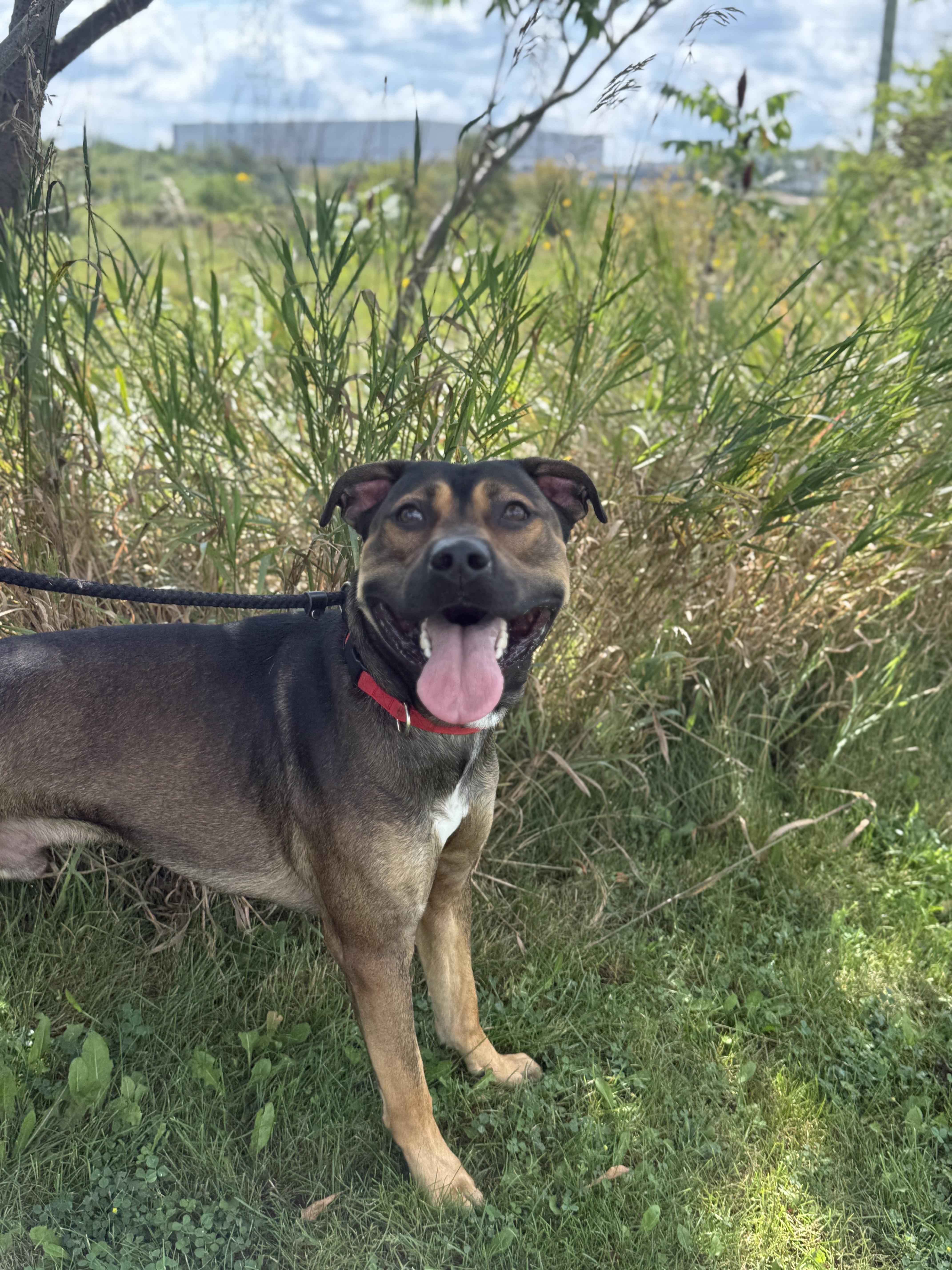 Enlarge Goose, a Adoptable mixed breed in Hamilton, ON image 4/4