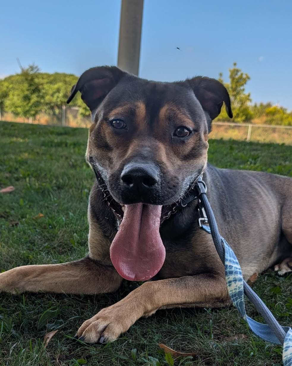 Enlarge Goose, a Adoptable mixed breed in Hamilton, ON image 6/6