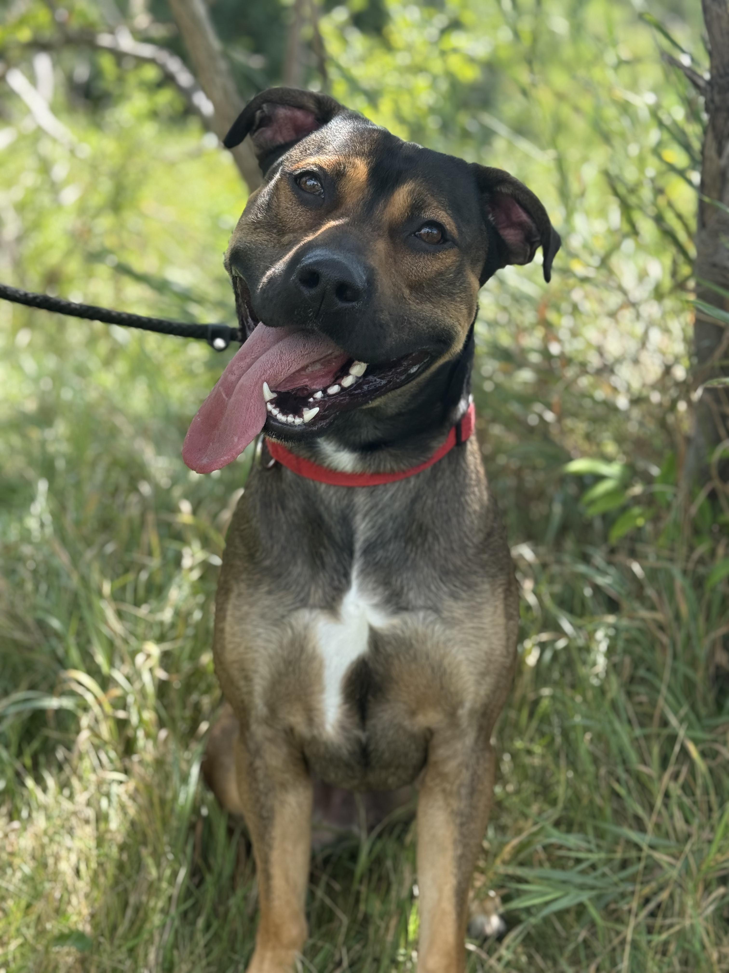 Enlarge Goose, a Adoptable mixed breed in Hamilton, ON image 2/4