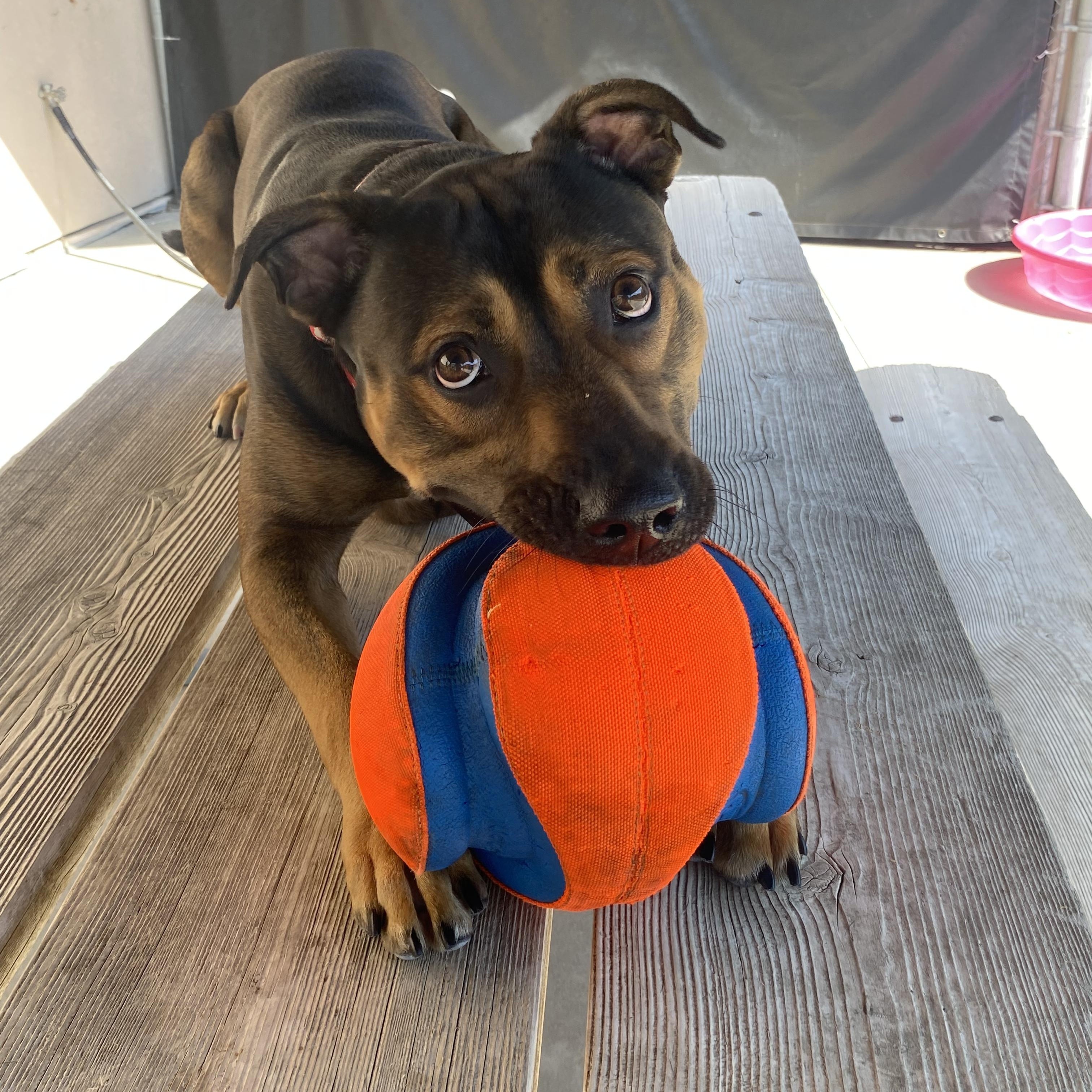 Enlarge Goose, a Adoptable mixed breed in Hamilton, ON image 3/6