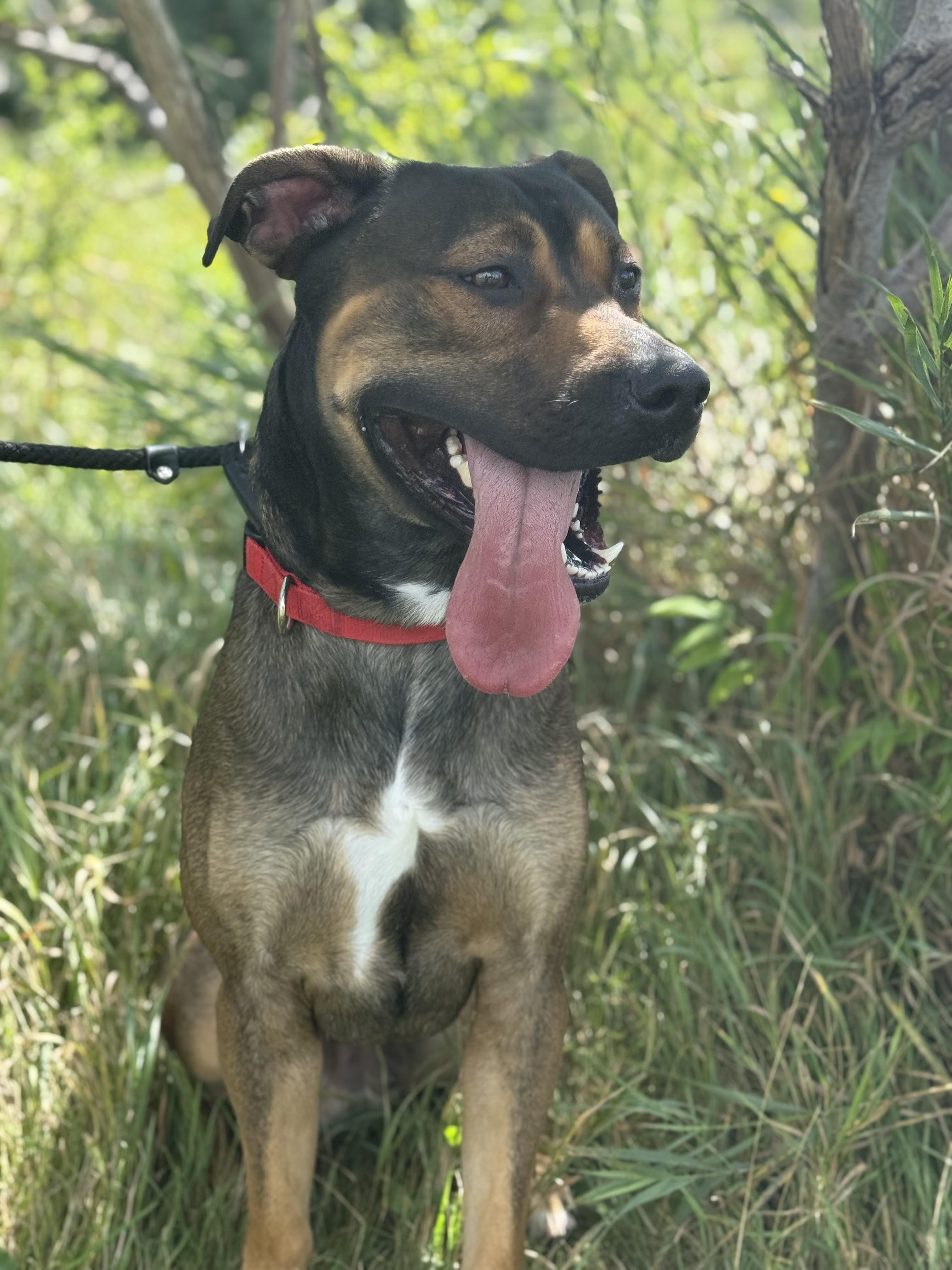 Enlarge Goose, a Adoptable mixed breed in Hamilton, ON image 3/4