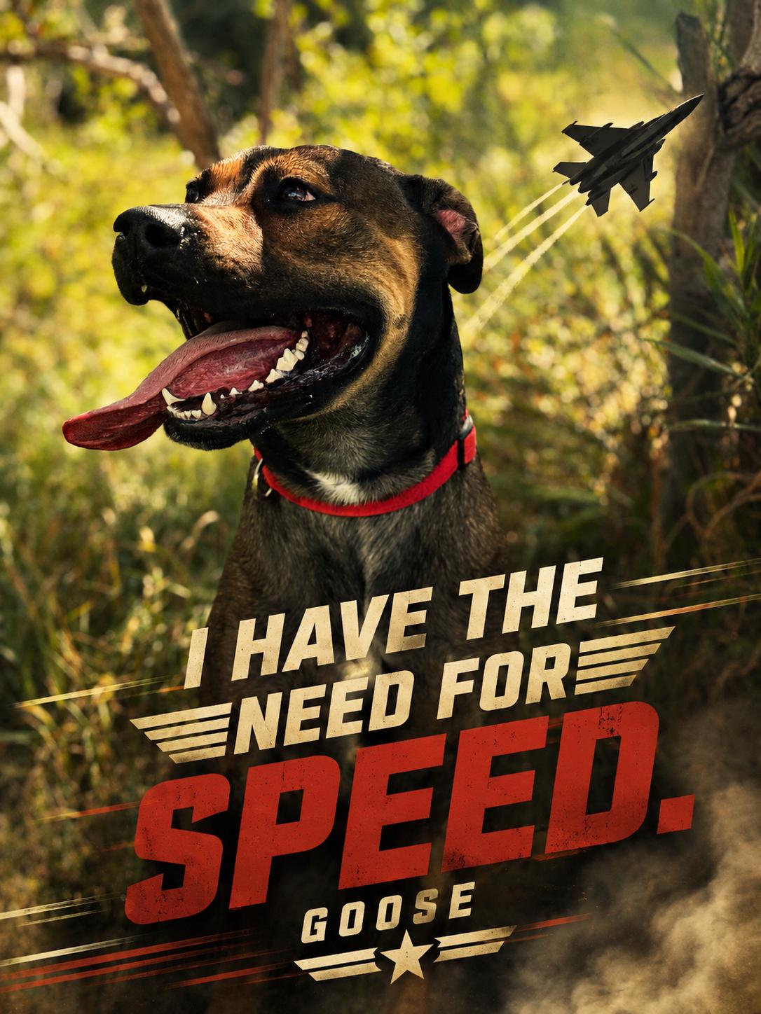 Goose, Adoptable, Adult Male American Bulldog & Rottweiler.