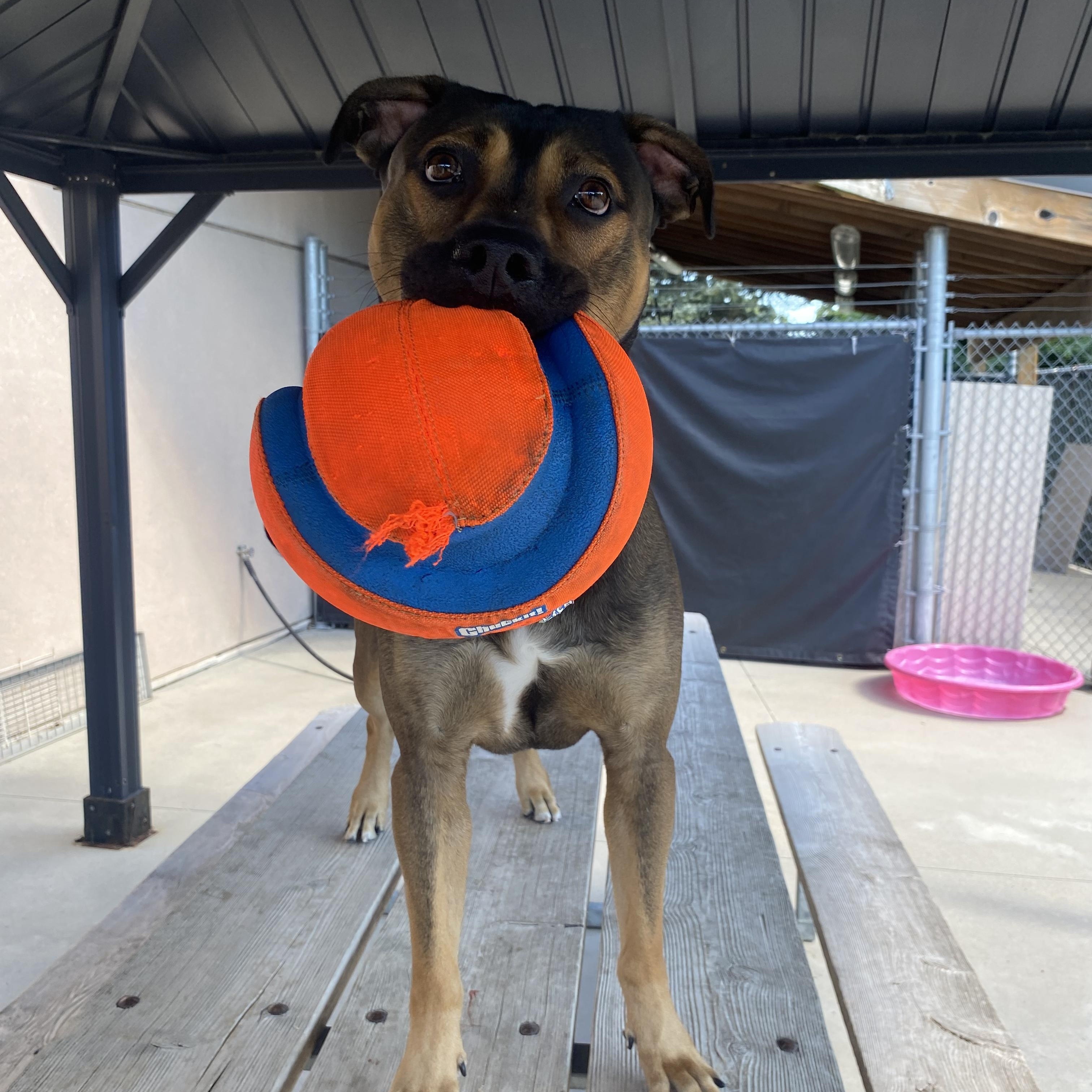 Enlarge Goose, a Adoptable mixed breed in Hamilton, ON image 4/6