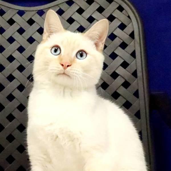 Leonard, Adoptable, Young Male Siamese.