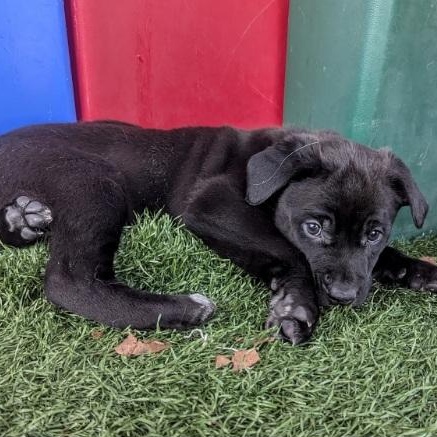 Enlarge Otter, a ADOPTABLE mixed breed in Morganton, NC image 2/2