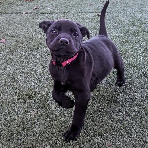 Otter, ADOPTABLE, Puppy Female Boxer & Labrador Retriever.