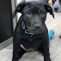 Enlarge Otter, a ADOPTABLE mixed breed in Morganton, NC image 1/5