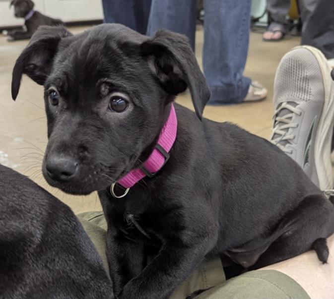 Enlarge Otter, a ADOPTABLE mixed breed in Morganton, NC image 3/5