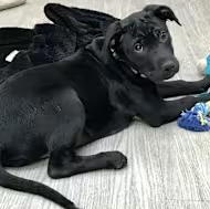 Enlarge Otter, a ADOPTABLE mixed breed in Morganton, NC image 2/5