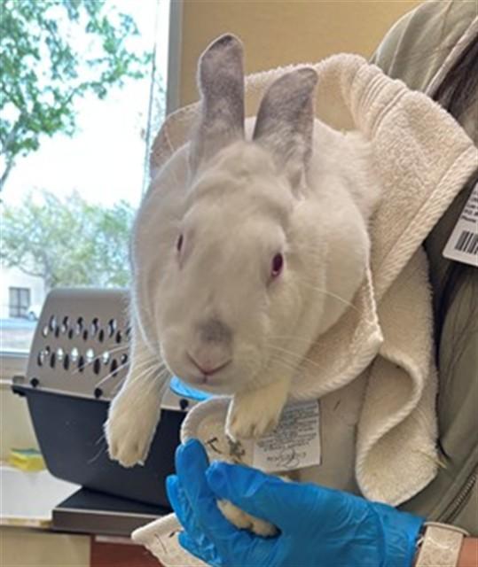 BETTY, Adoptable, Young Female Bunny Rabbit.