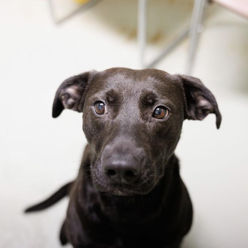 Enlarge Callie, a Adoptable mixed breed in Valdosta, GA image 2/5