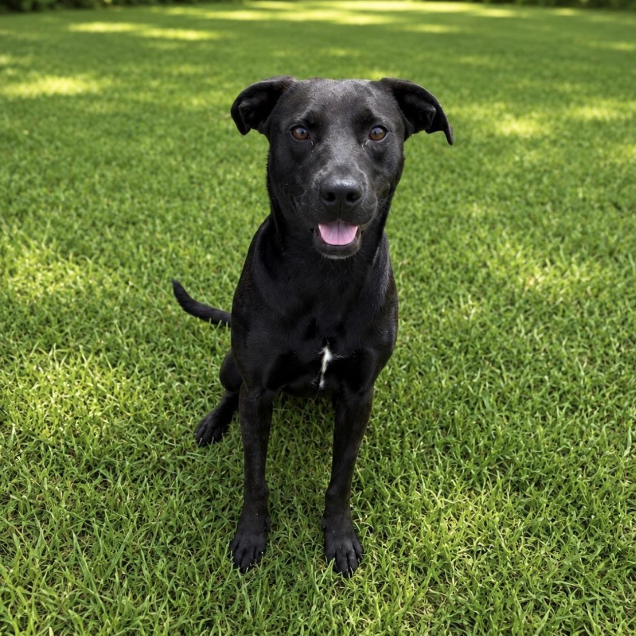 Callie, ADOPTABLE, Young Female Pit Bull Terrier & Labrador Retriever.