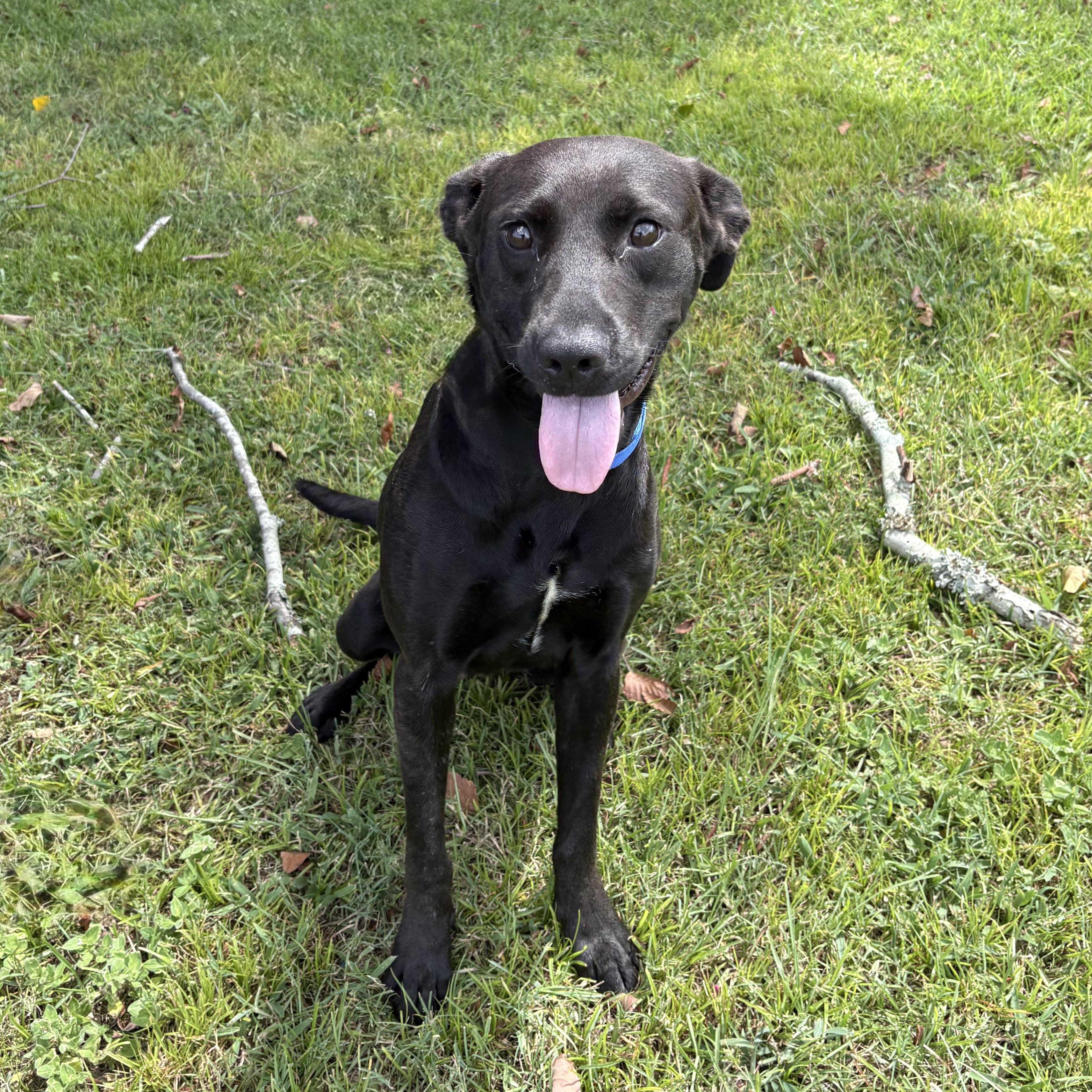 Callie, a ADOPTABLE mixed breed in Valdosta, GA image 2/2