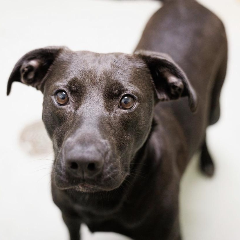 Enlarge Callie, a Adoptable mixed breed in Valdosta, GA image 1/5