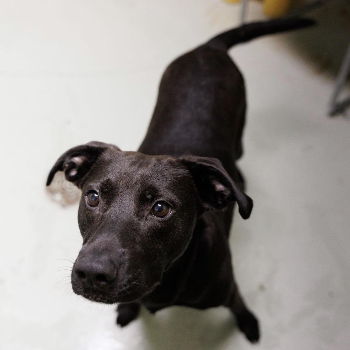 Enlarge Callie, a Adoptable mixed breed in Valdosta, GA image 3/5
