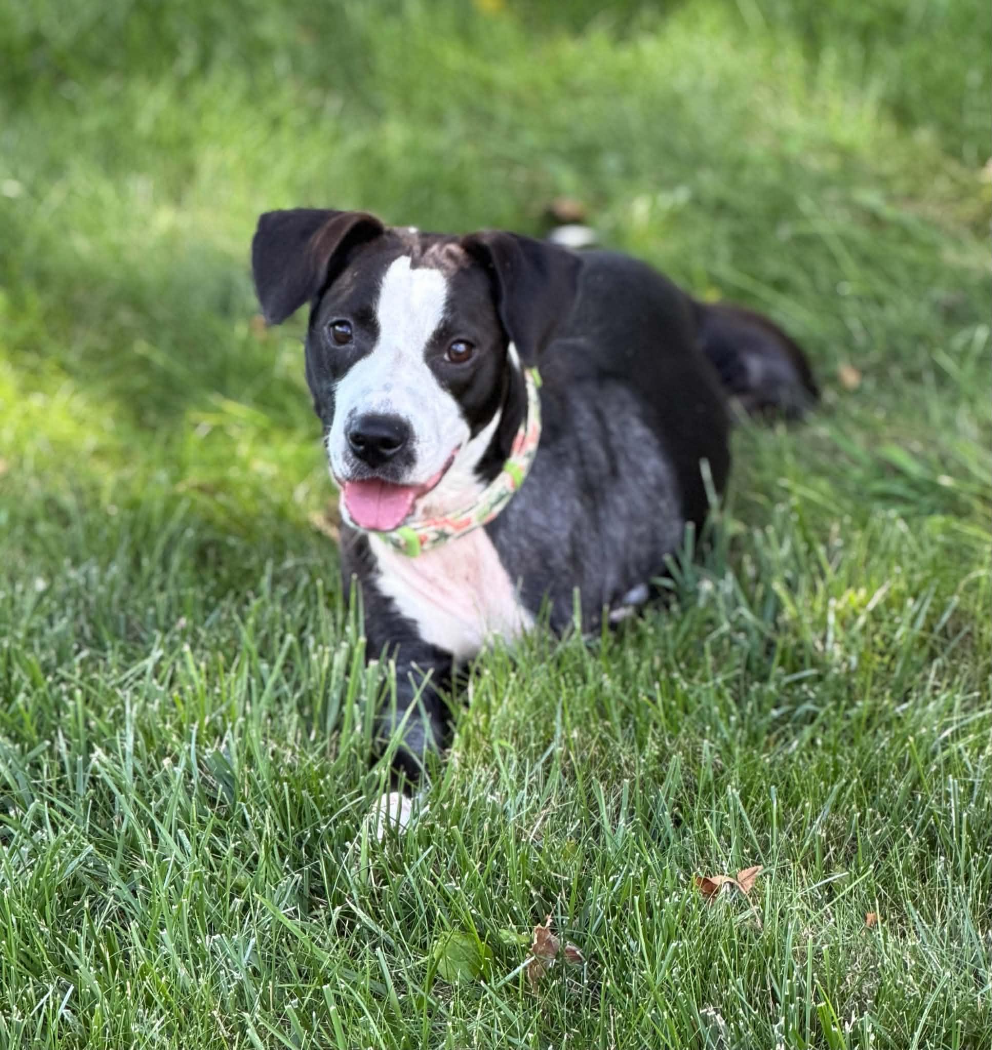 Faye, Adopted, Puppy Female Terrier.