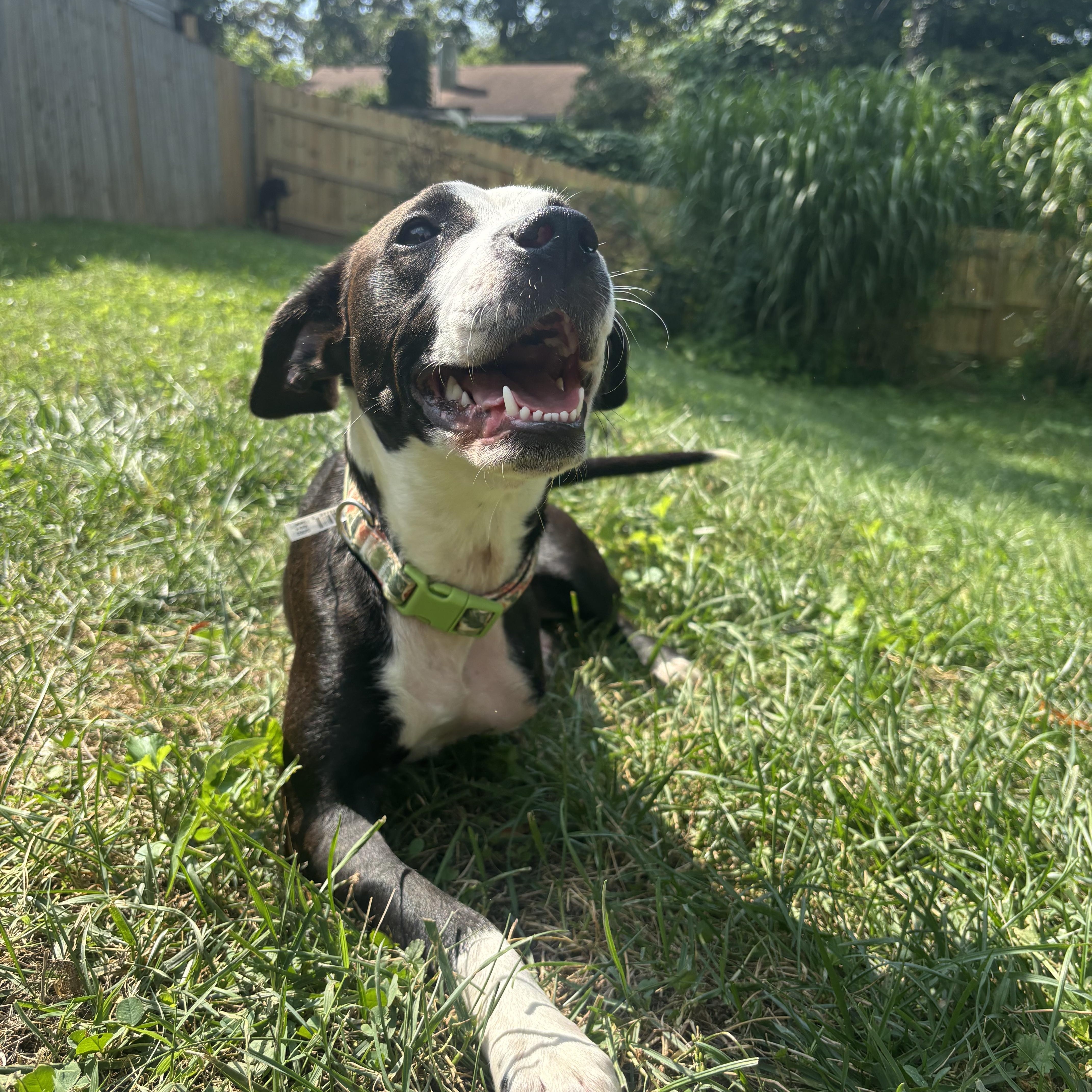 Enlarge Faye, a Adopted mixed breed in Bettendorf, IA image 2/6