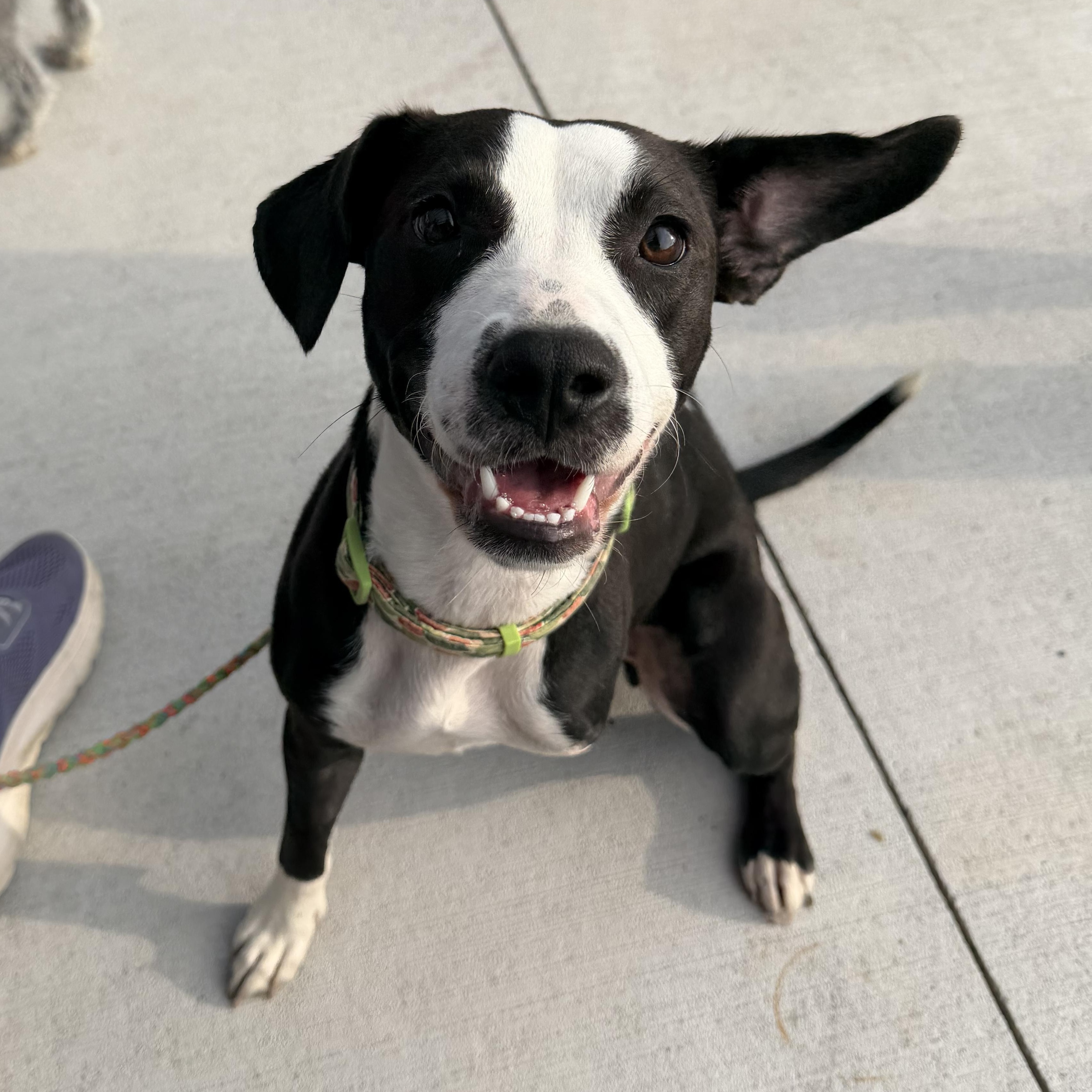 Enlarge Faye, a Adopted mixed breed in Bettendorf, IA image 6/6