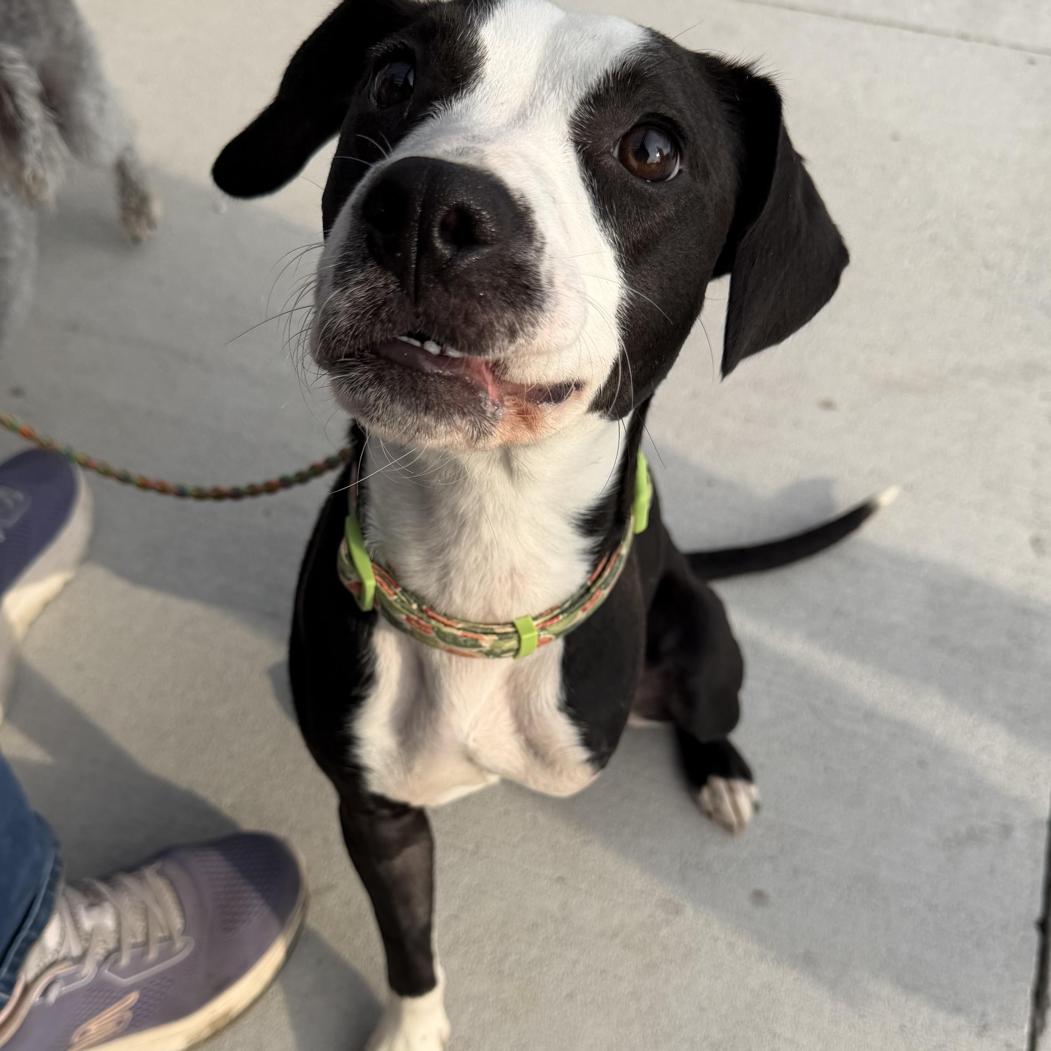 Enlarge Faye, a Adopted mixed breed in Bettendorf, IA image 5/6